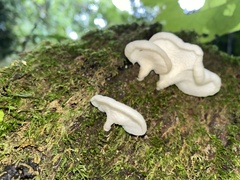 Fungi