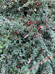 Cotoneaster