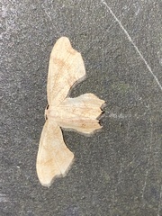 Calledapteryx dryopterata image
