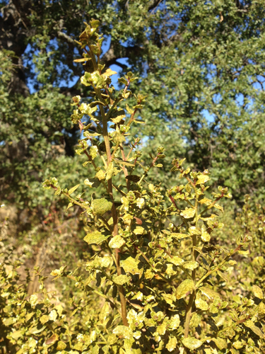 iNaturalist observation photo of coyote brush