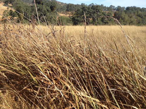 iNaturalist observation photo of Creeping wild rye