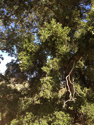 iNaturalist observation photo of coast live oak