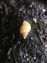 Nucella lapillus