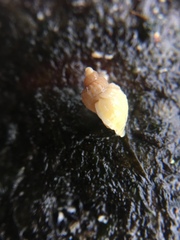 Nucella lapillus