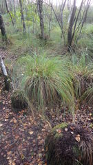 Carex paniculata