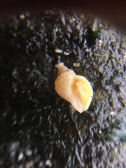 Nucella lapillus