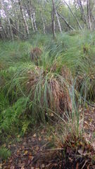 Carex paniculata