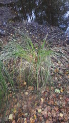 Carex paniculata
