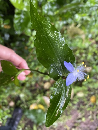 Elasis guatemalensis (Elasis guatemalensis)