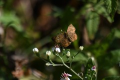 Pseudocoladenia