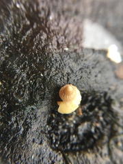 Nucella lapillus