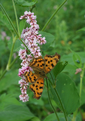 Persicaria pilosa