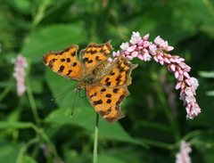 Persicaria pilosa