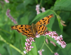 Persicaria pilosa