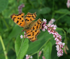 Persicaria pilosa