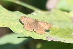 Pseudocoladenia