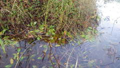 Potamogeton polygonifolius