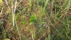 Potamogeton polygonifolius