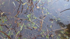 Potamogeton polygonifolius