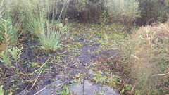 Potamogeton polygonifolius