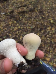 Lycoperdon lividum