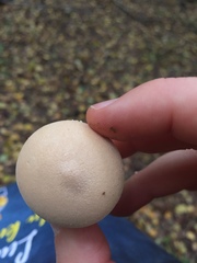 Lycoperdon lividum