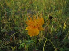 Trollius chinensis