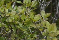 Lyonia ligustrina