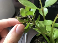 Ambonus interrogationis