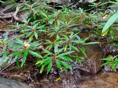 Impatiens verticillata