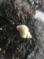 Rissooidea