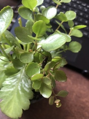 Ambonus interrogationis