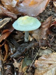 Stropharia