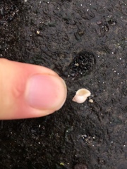 Rissooidea