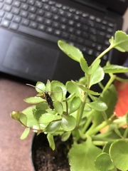 Ambonus interrogationis