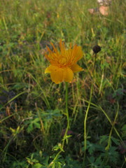 Trollius chinensis