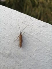 Anabolia