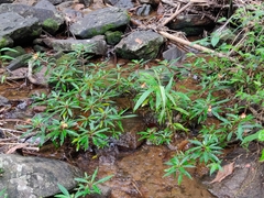 Impatiens verticillata