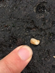 Hiatella arctica