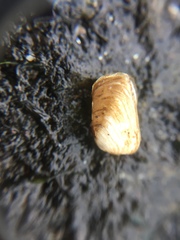 Hiatella arctica