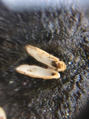 Hiatella arctica