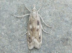 Occidentalia comptulatalis