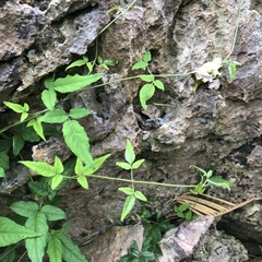 Jasminum superfluum