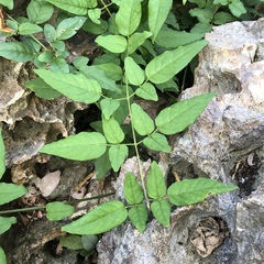 Jasminum superfluum