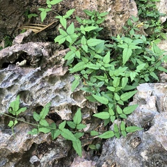 Jasminum superfluum