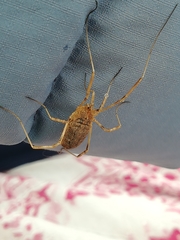 Odiellus troguloides