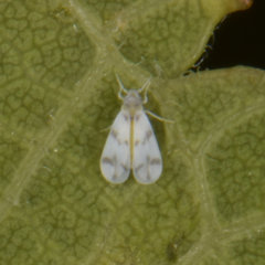 Tetraleurodes mori