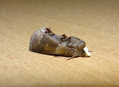 Gonodonta