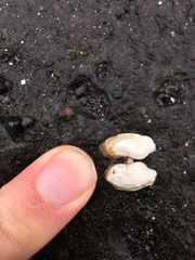 Hiatella arctica