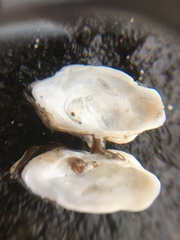 Hiatella arctica